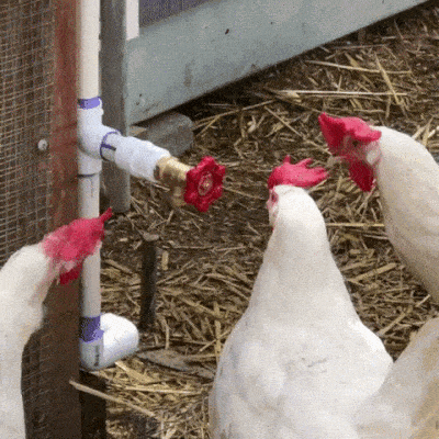 One Of Us Chickens GIF