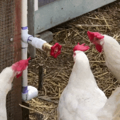 Video gif. White chickens with red combs inspecting the round red handle of a spigot.