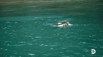 Social Experiment Swimming GIF by Discovery