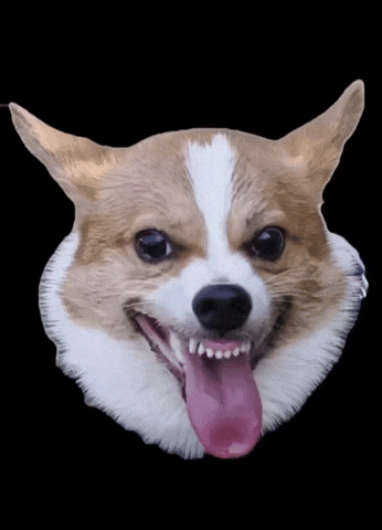 Dog GIF