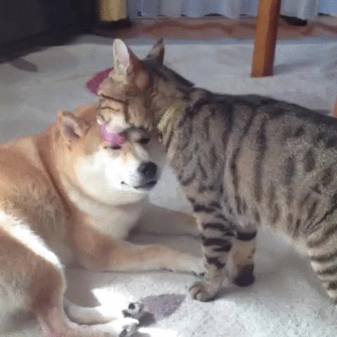 cat dog GIF