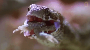 national geographic eating GIF by Nat Geo Wild