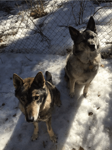 jmcdermott cute snow dogs stay GIF
