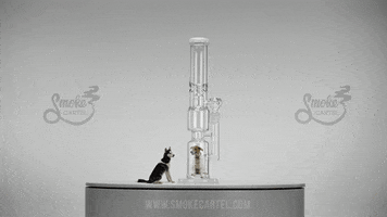 smokecartel dogs smoke 420 cartel GIF