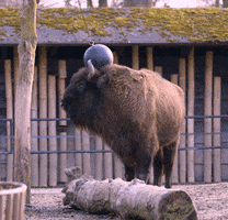 Buffalo Bison GIF by Planckendael