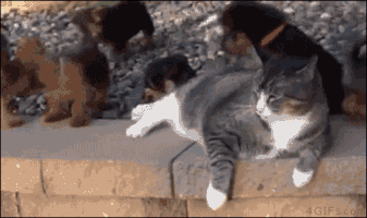 mulderfox  GIF