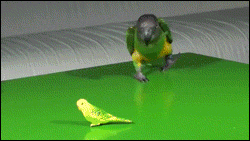 dungmvd  GIF