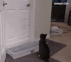 reddy  GIF
