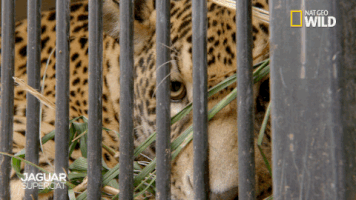 big cat week jaguar supercat GIF by Nat Geo Wild 