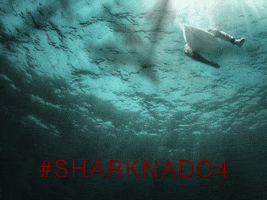 The Shallows Sharks GIF by SYFY