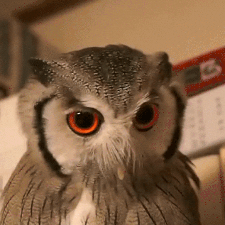 nucleotide happy angry owl transform GIF