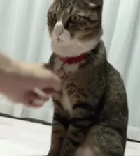 cats don't GIF by Cheezburger