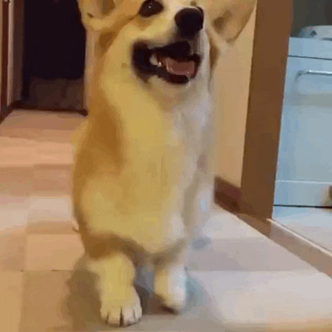 kyran2eed dog GIF