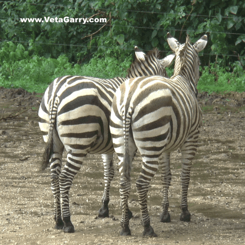 olekondra love rain zoo burgers GIF