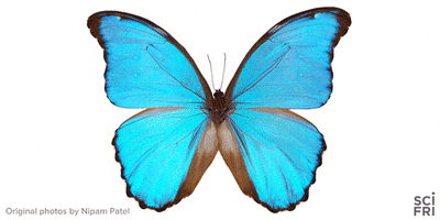 loop butterfly GIF by Science Friday