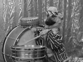Video gif. A vintage shot of a German Shepherd wearing a suit and playing the drums. It stands up on its hind legs and taps at the drum set with the sticks.