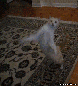 romana  GIF