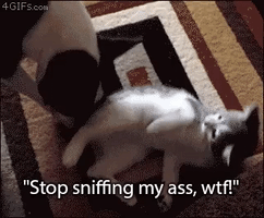 ruffleschip funny cat dog furry GIF