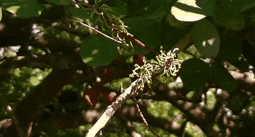 ceratonia siliqua la trees GIF by alixmcalpine
