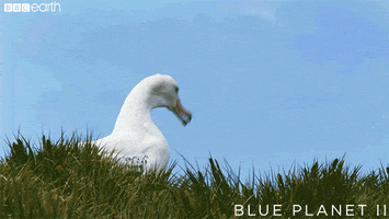 blue planet laugh GIF by BBC Earth