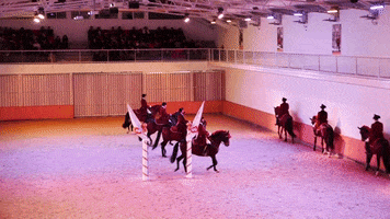 horses lisbon GIF by For 91 Days