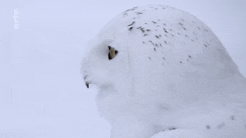 Awkward Snowy Owl GIF by ARTE