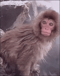 Monkey-stare GIFs - Get the best GIF on GIPHY