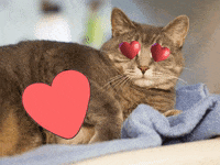 Valentines Day Love Gif By Matt Joyce Find Share On Giphy Valentines Day Love Gif By Matt Joyce Find Share On Giphy