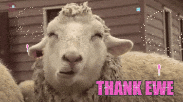 Video gif. Sheep with a big face munches happily, eyes closed in serenity, surrounded by animated fireworks. Text, “Thank ewe!”