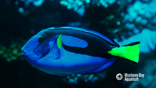 Dory Fish Gifs Get The Best Gif On Giphy