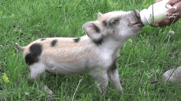 Piglet Awww GIF by Mercy For Animals