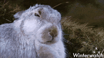 bbcearth  animals nature no bbc