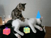 Happy Birthday Cat Gifs Get The Best Gif On Giphy