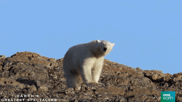 natural history wildlife GIF by BBC Earth