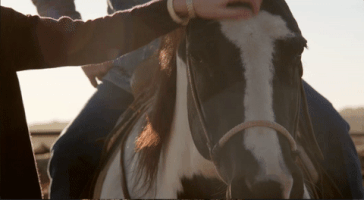 4C_Summit cattletales GIF