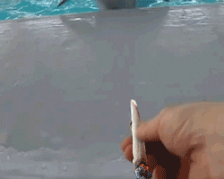 frankgallaher funny dolphin GIF