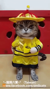 Cat Is 'Non-Puss-Ed' by His Cute Outfit