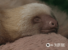 Sleepy Sloth GIF by ThirteenWNET