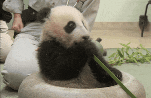 Eat Baby Animals GIF by San Diego Zoo Wildlife Alliance