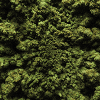 200.gif
