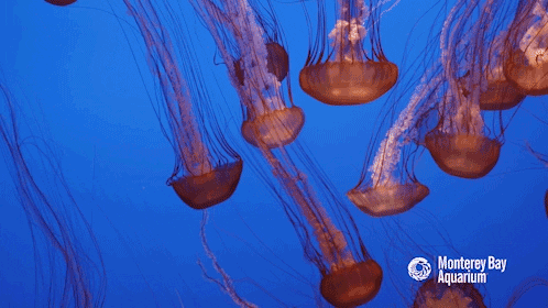 Jellyfish Burn GIF by Monterey Bay Aquarium - Find & Share on GIPHY