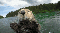 200w.gif