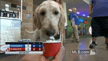 Sports gif. Long-eared white dog enthusiastically licks a cup of ice cream in a stadium at the Dodgers - Diamondbacks baseball game.