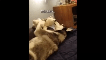 ruffleschip funny cute dog furry GIF