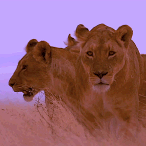 Jumpsuit GIF by JOMPER Find & Share on GIPHY