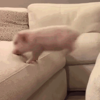 infowdmailru  GIF