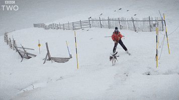 bbc two dog GIF by BBC