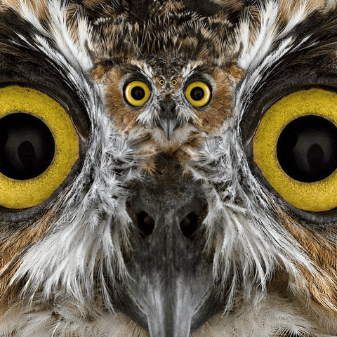 giphy.gif?cid=ecf05e470xscwvwvrysq5n46ikvv6b52sq4ttdn30w70uklc&rid=giphy.gif