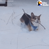 Corgis GIFs - Find & Share on GIPHY