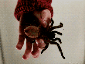 90S Spider GIF by Home Alone - Find & Share on GIPHY
